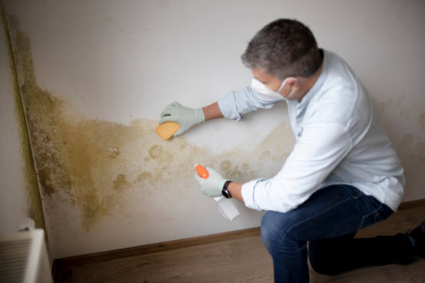 Mold Documentation for Insurance Claims in Collinsville, CT