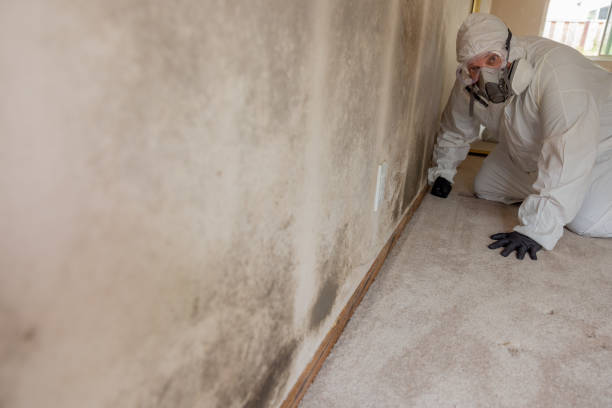 Reliable Collinsville, CT Mold Removal Solutions